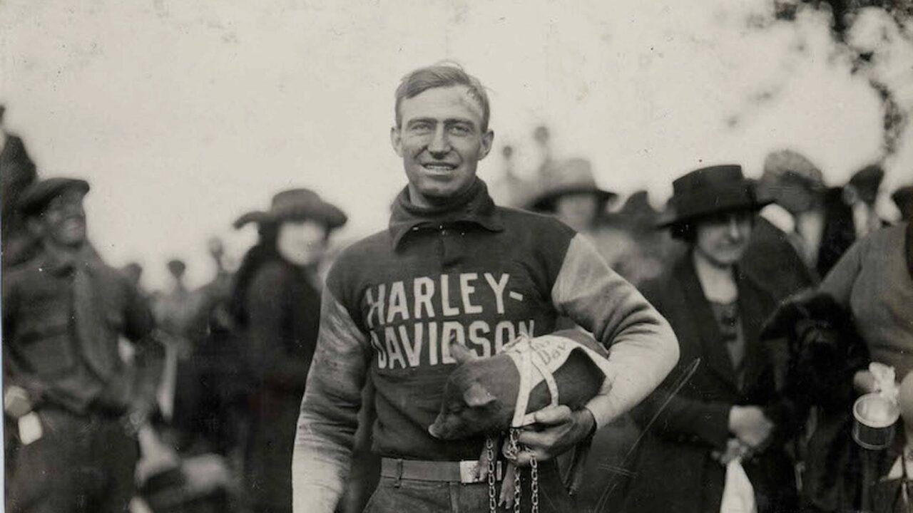 Harley Hogs